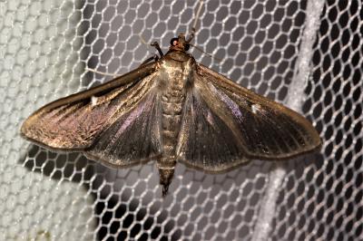 Pyrale du buis Cydalima perspectalis (Walker, 1859)