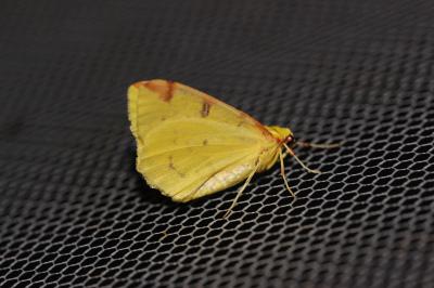 Citronnelle rouillée (La) Opisthograptis luteolata (Linnaeus, 1758)