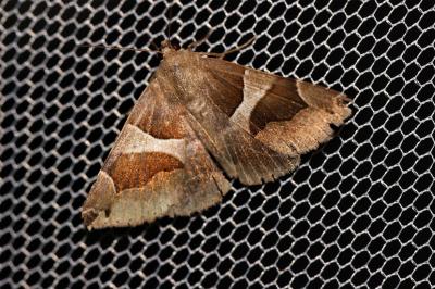 Passagère (La) Dysgonia algira (Linnaeus, 1767)