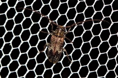  Exocentrus adspersus Mulsant, 1846