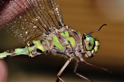 Aeschne paisible (L') Boyeria irene (Boyer de Fonscolombe, 1838)