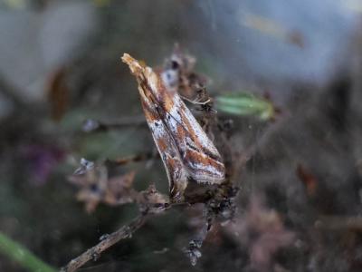  Ancylosis cinnamomella (Duponchel, 1836)