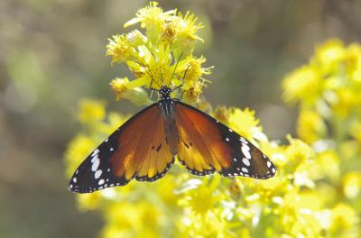 Petit Monarque (Le) Danaus chrysippus (Linnaeus, 1758)