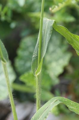 Panic faux-millet Panicum miliaceum L., 1753