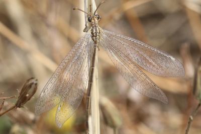  Macronemurus appendiculatus (Latreille, 1807)