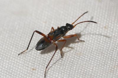  Beosus quadripunctatus (Müller, 1766)