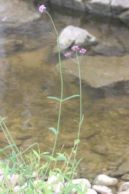Verveine Verbena bonariensis L., 1753