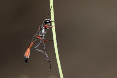  Ammophila heydeni Dahlbom, 1845