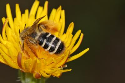  Dasypoda hirtipes (Fabricius, 1793)