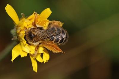  Dasypoda hirtipes (Fabricius, 1793)