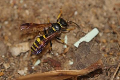  Gorytes planifrons (Wesmael, 1852)