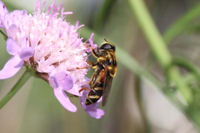  Merodon avidus (Rossi, 1790)