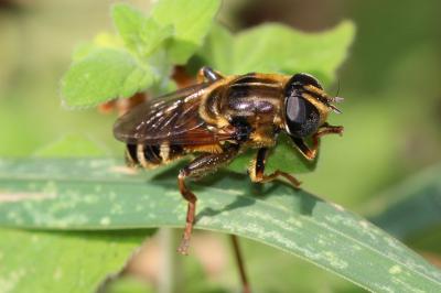  Merodon avidus (Rossi, 1790)