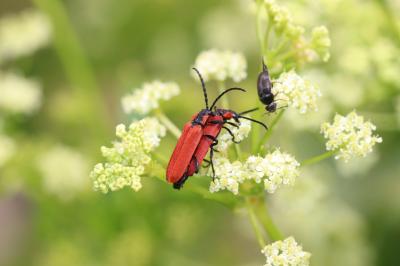 Lycie sanguine Lygistopterus sanguineus (Linnaeus, 1758)