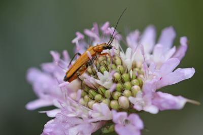 Oedemère ochracée Oedemera podagrariae (Linnaeus, 1767)