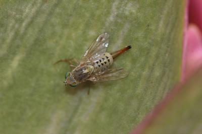  Terellia fuscicornis (Loew, 1844)