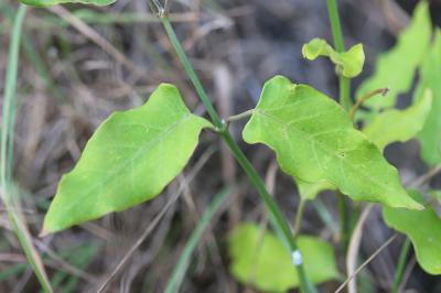 Araujia Araujia sericifera Brot., 1818