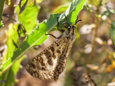  Palpares libelluloides (Linnaeus, 1764)