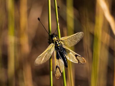 Ascalaphe ambré Libelloides longicornis (Linnaeus, 1764)