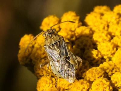  Stictopleurus abutilon (Rossi, 1790)