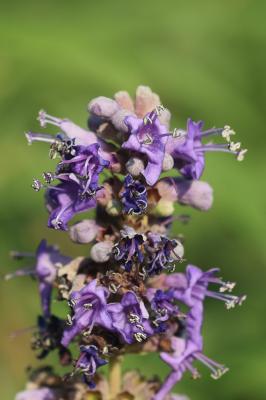 Gattilier, Poivre sauvage Vitex agnus-castus L., 1753
