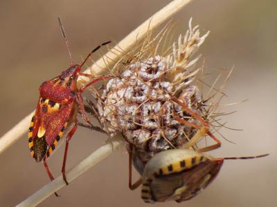  Codophila varia (Fabricius, 1787)