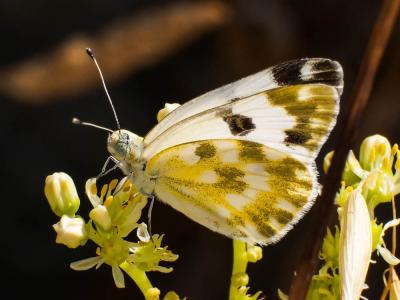 Marbré-de-vert (Le), Piéride du Réséda (La), Marbr Pontia daplidice (Linnaeus, 1758)