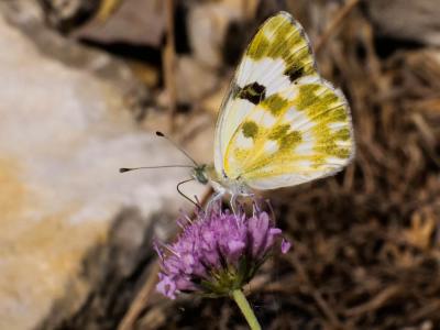 Marbré-de-vert (Le), Piéride du Réséda (La), Marbr Pontia daplidice (Linnaeus, 1758)