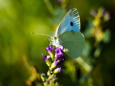 Piéride de la Rave (La), Petit Blanc du Chou (Le), Pieris rapae (Linnaeus, 1758)