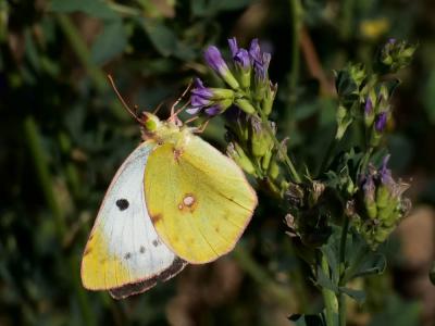 Fluoré (Le) Colias alfacariensis Ribbe, 1905