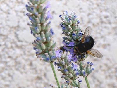  Tachina grossa (Linnaeus, 1758)