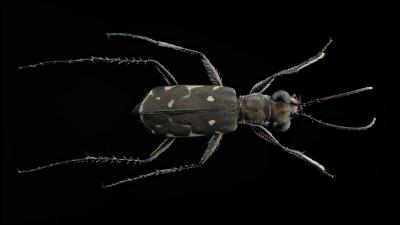  Myriochila melancholica (Fabricius, 1798)