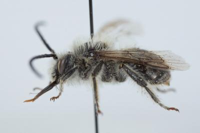 Eucère à face noire Eucera nigrifacies Lepeletier, 1841
