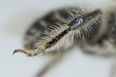 Eucère à face noire Eucera nigrifacies Lepeletier, 1841