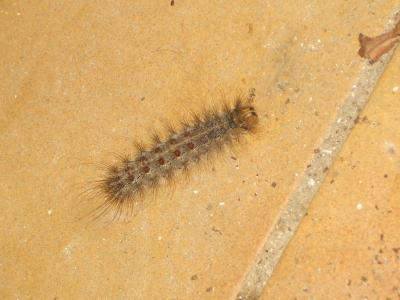 Disparate (Le), Spongieuse (La), Zigzag (Le) Lymantria dispar (Linnaeus, 1758)