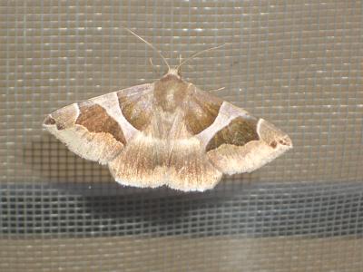 Passagère (La) Dysgonia algira (Linnaeus, 1767)