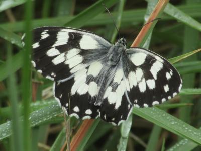 Demi-Deuil (Le), Échiquier (L'), Échiquier commun  Melanargia galathea (Linnaeus, 1758)