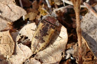 Acméodère de la Piloselle Acmaeodera pilosellae (Bonelli, 1812)