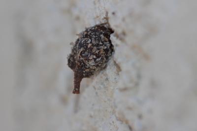  Anthidiellum Cockerell, 1904