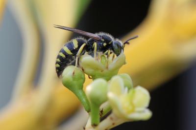  Bembecinus tridens (Fabricius, 1781)