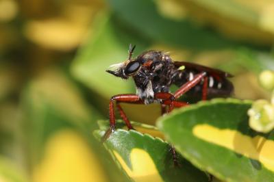  Dasypogon diadema (Fabricius, 1781)