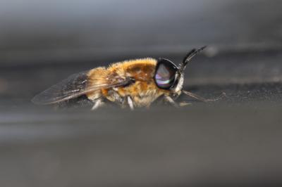  Heptatoma pellucens (Fabricius, 1777)