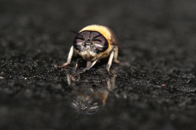 Heptatoma pellucens (Fabricius, 1777)
