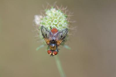  Ectophasia oblonga (Robineau-Desvoidy, 1830)