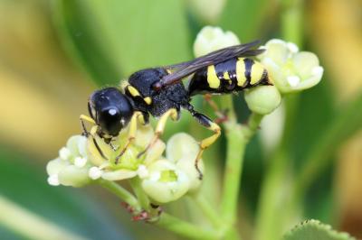  Ectemnius continuus (Fabricius, 1804)