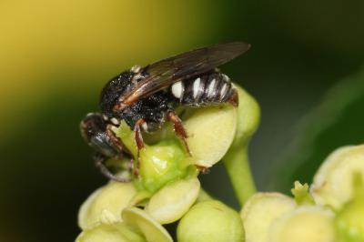  Oxybelus haemorrhoidalis Olivier, 1812
