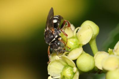  Oxybelus haemorrhoidalis Olivier, 1812