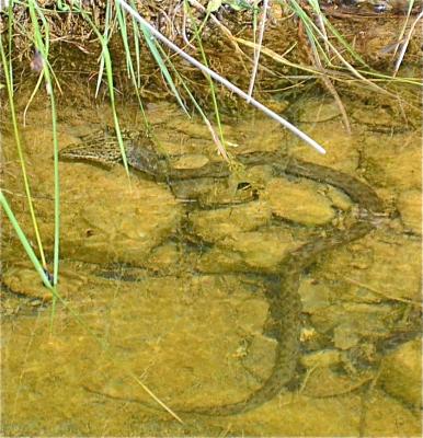 Couleuvre vipérine Natrix maura (Linnaeus, 1758)