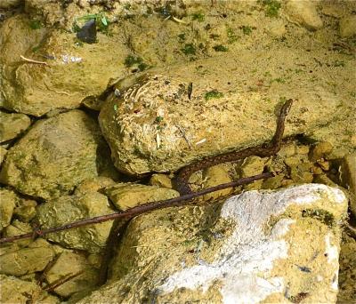 Couleuvre vipérine Natrix maura (Linnaeus, 1758)