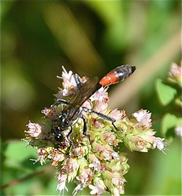  Ammophila sabulosa (Linnaeus, 1758)